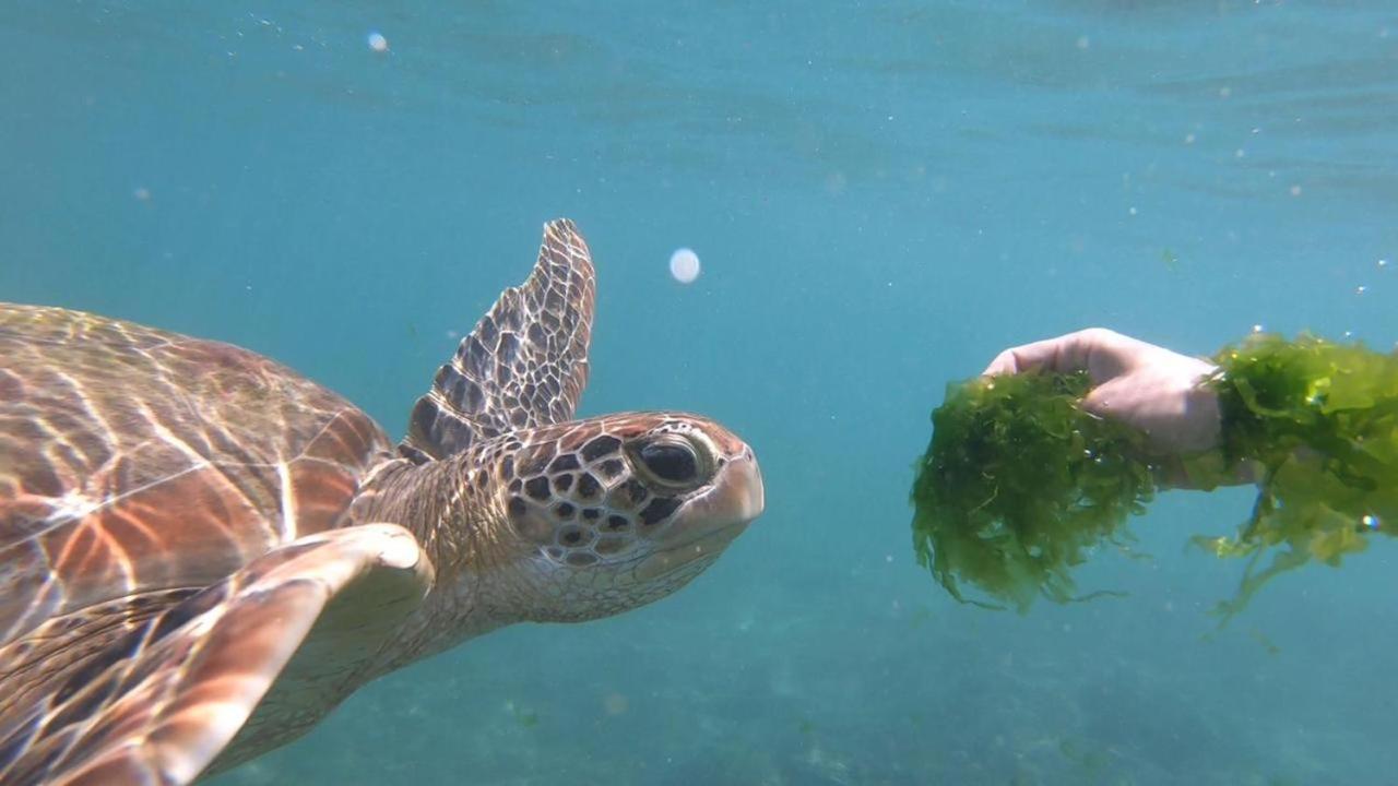 Turtle Beach House Batigama エクステリア 写真